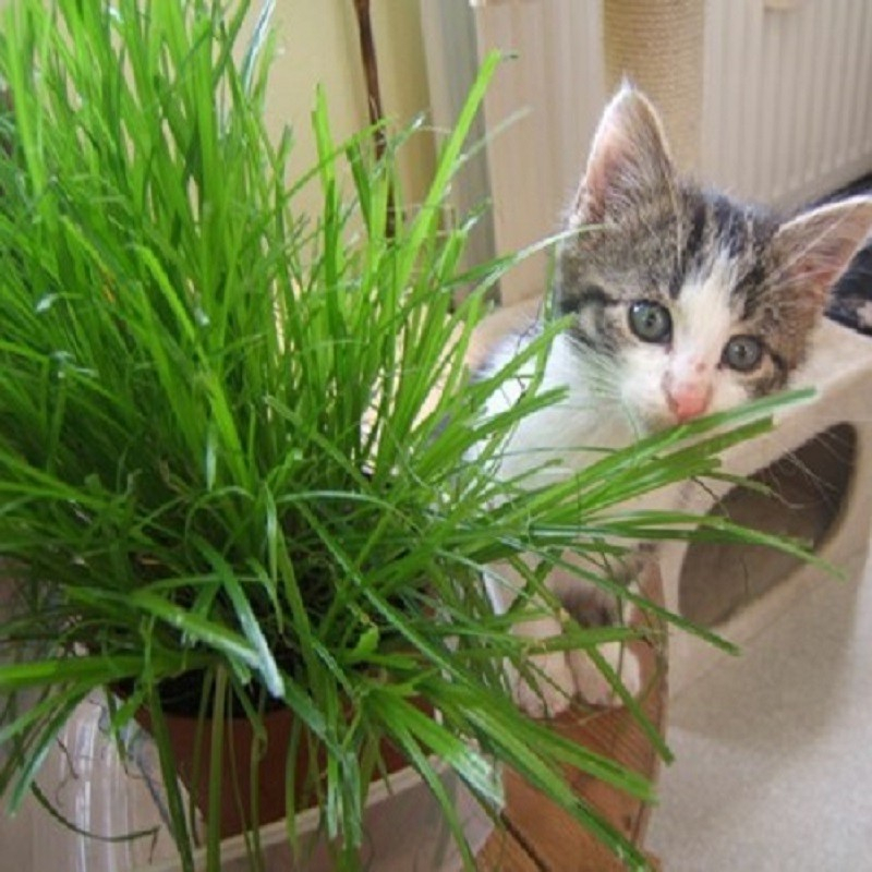 herbes à chat