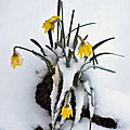 Végétation enneigée à rennes le 10 février 2021 (2)