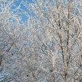 arbre-givre-15-01