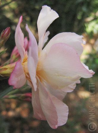 Nerium oleander rose