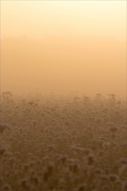 Gatine Ménigoute brume champ chardons soleil levant 271017