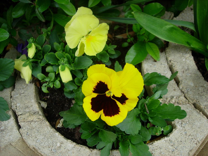 Pensée Jaune Coeur Noir 26 Photo De Jardin Et Fleurs C