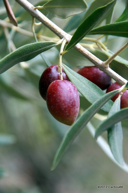 Les olives de Céret