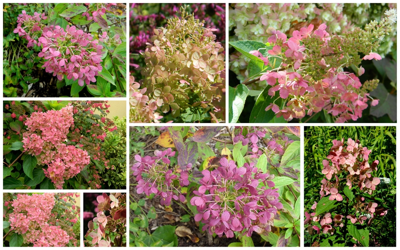 hydrangeas2