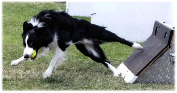 flyball (7)