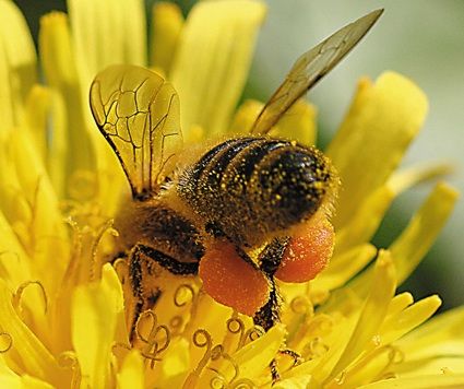 Abeille_domestique___genre_Apis_