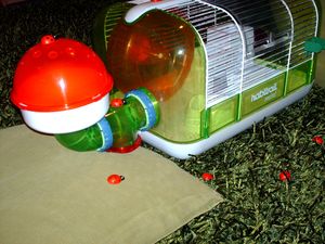 Habitrail Champignon3