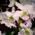 Orchiflore 2008 - Hall des expositions Parc floral de la Source à Orléans