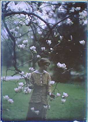 arbre_en_fleur
