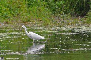 Aigrette garzette en train de pêcher