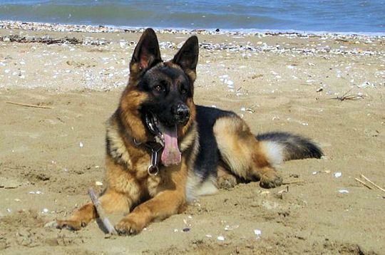 Berger Allemand Le Berger Allemand Est Un Chien Tslc 63 Tous Sur Le Chien