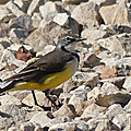 P1130287