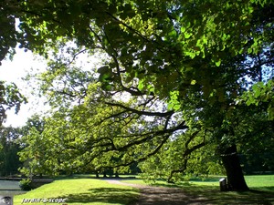 Chêne Quercus
