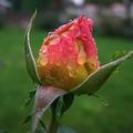 Roses nostalgie.