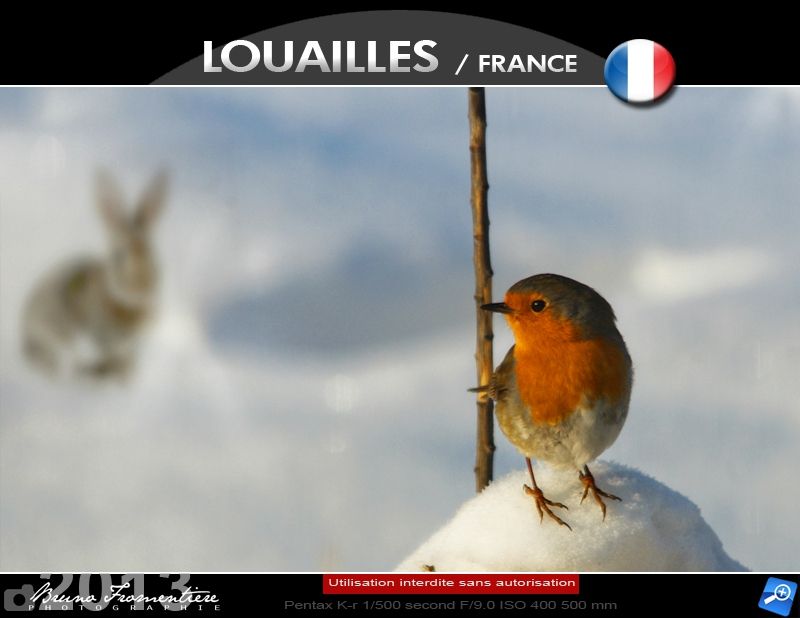 Lapin & rouge-gorge 1000
