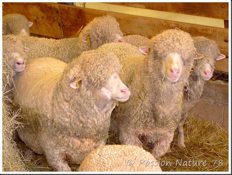 Moutons de Méinos (9)