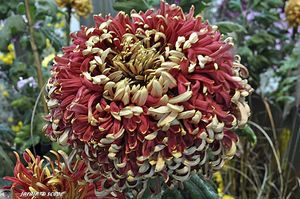 Salon-Régional-du-Chrysanthème-11