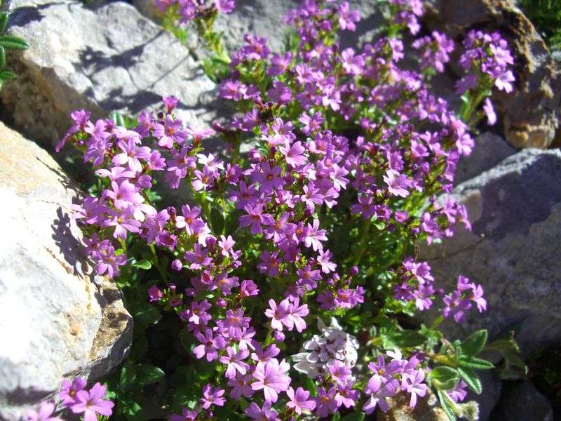 Oh Ce Joli Bouquet De Silène Acaule Jai Trouvé Dans Mon