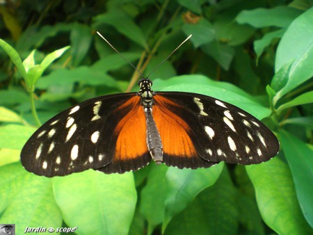 Heliconius hecale • Heliconiidae