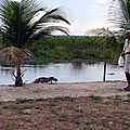 îlot aux caimans