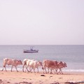 plage vaches