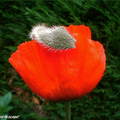 Papaver Orientalis Rouge