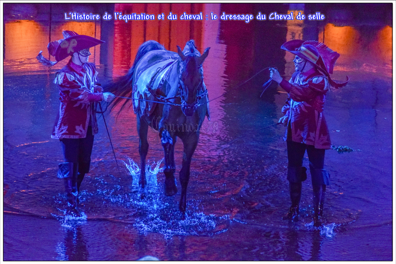 L'Histoire de l'équitation et du cheval le dressage du Cheval de selle Mousquetaires de Richelieu Puy du Fou