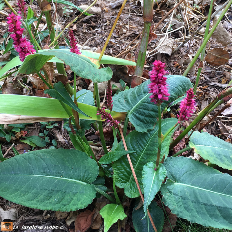 Persicaria-amplexicaulis