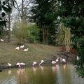 Le coin des Flamants rose en Janvier 2007