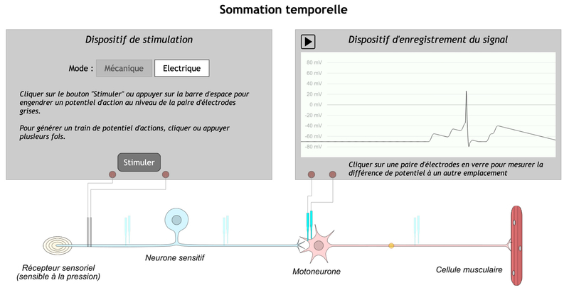 sommation temporelle