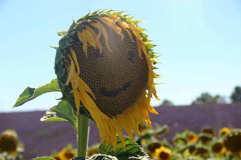 tournesol_smiley