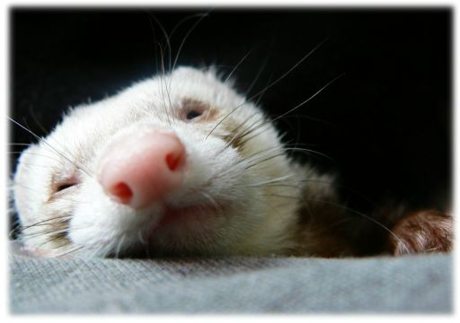 ageanimaux (3)