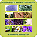 Camomila espanhola (anacyclus pyrethrum) - alimento 