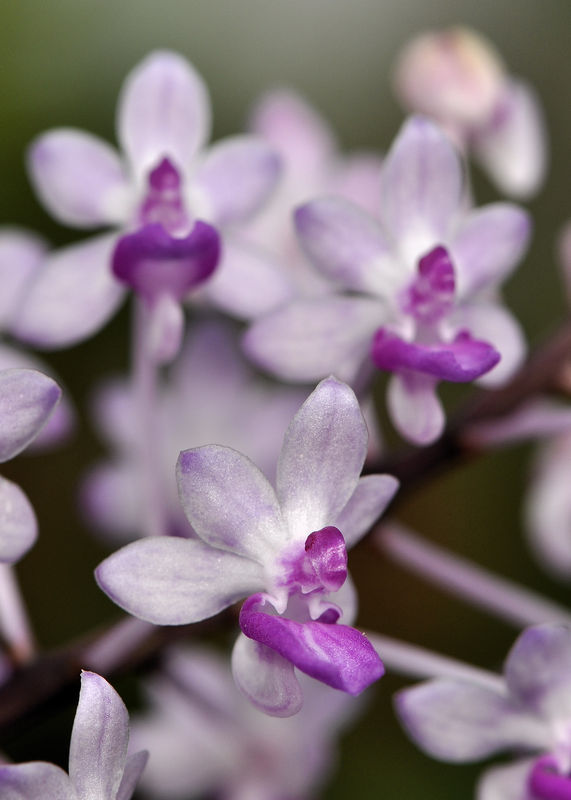 _DSC0008_Seidenfadenia_mitrata