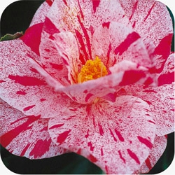 camellia japonica betty_sanders_2