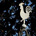Coq de Pellefique