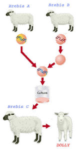 brebis