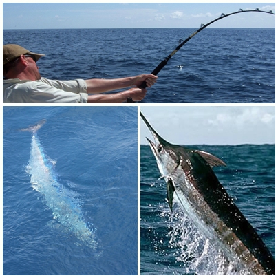 DOLPHIN SAFARI FISHING