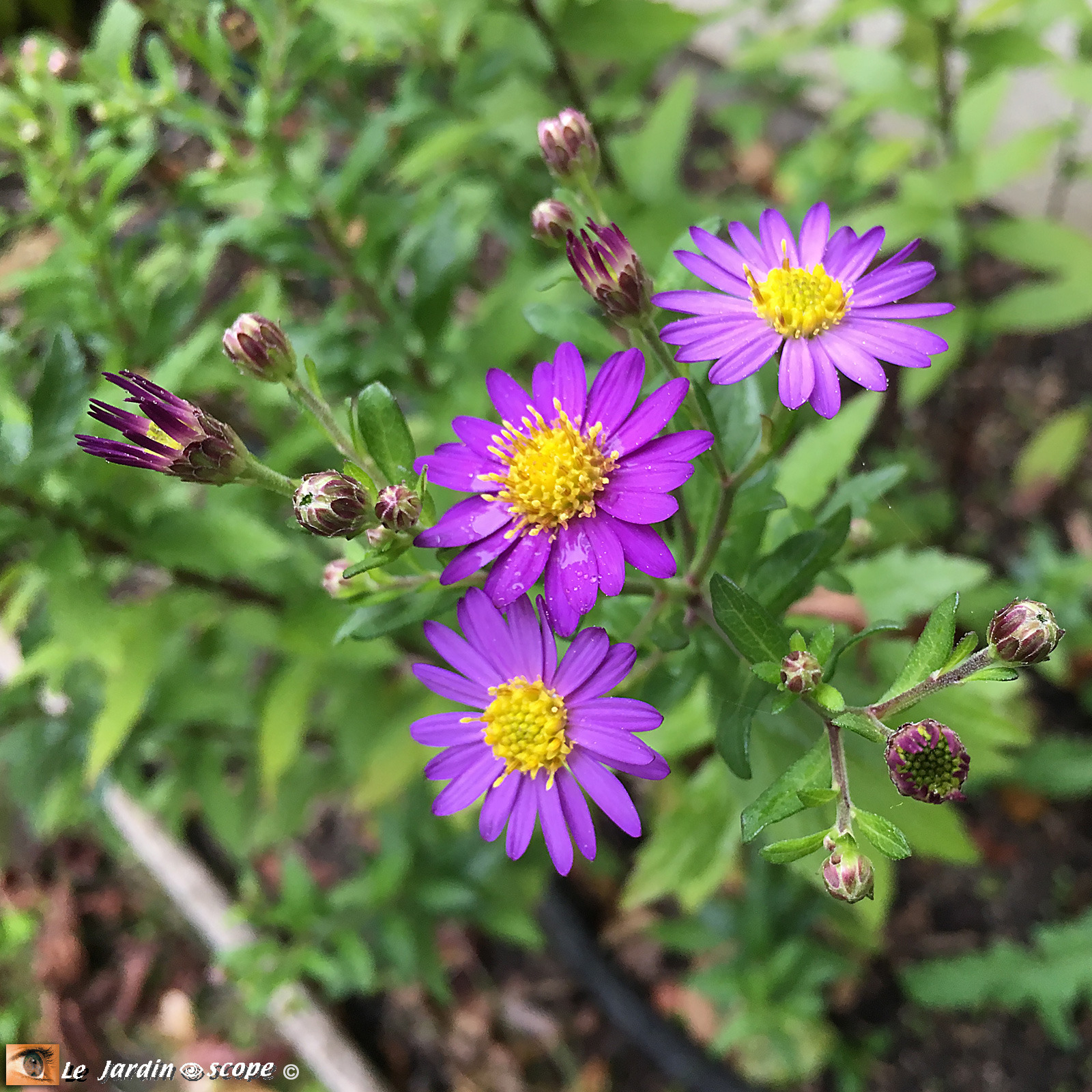 Plein de petites marguerites violettes tardives... - Le JardinOscope, toute  la flore et la faune de nos parcs et jardins