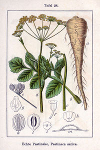 Pastinaca