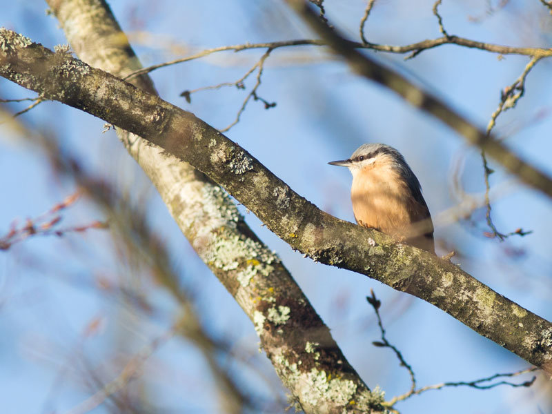 oiseau09