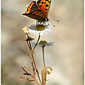 Cuivré Commun : Heodes (lycaena) Phlaeas - Mes Dernières Photos