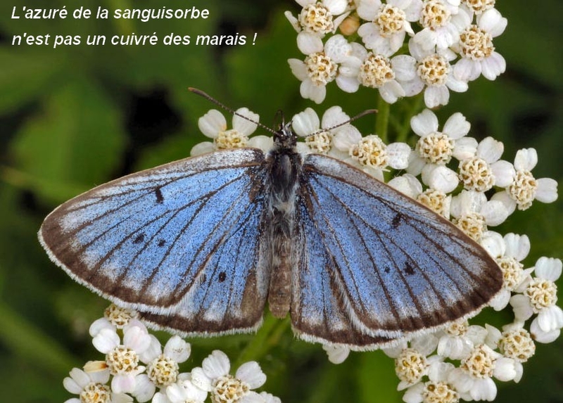 azur_