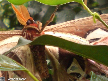 Antennes pectinées de l'Attacus atlas • Saturniidae