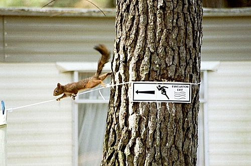 Photo-ecureuil-equilibriste