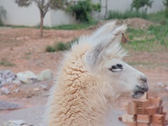 DSC01871