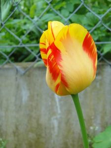 JARDIN (6)