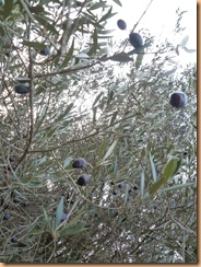 Olives (1)