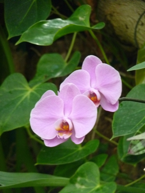 P1060065