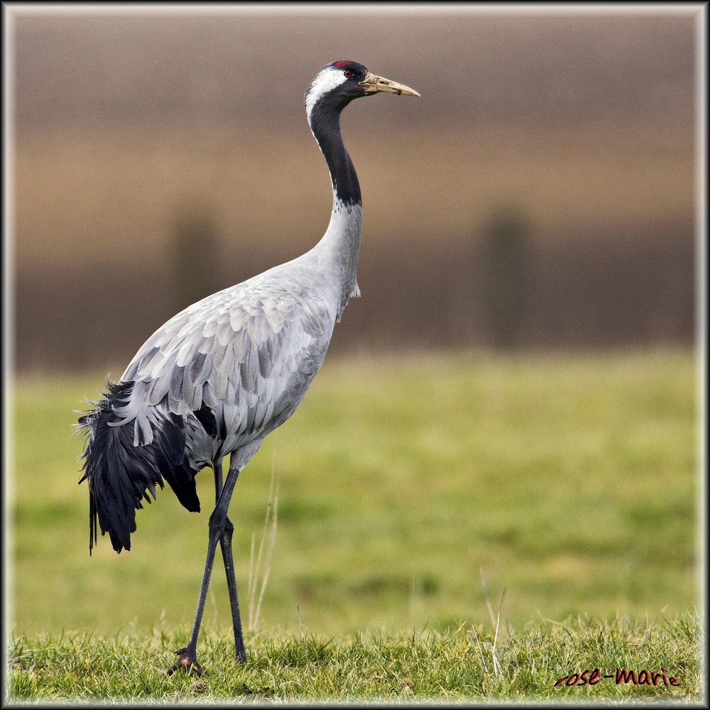 Les Ado Amis Des Oiseaux Page 2 Les Ado Amis Des